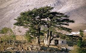 Cedertræ i mellemøsten