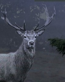 Kronhjort, Fredsmægleren af Michael Ford