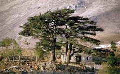 Fredsmægleren, Cedertræer