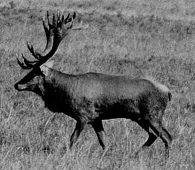 Kronhjort - Den 13. kriger